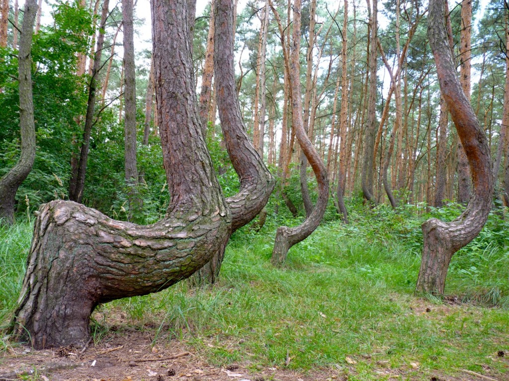 Krummer Wald Polen Anfahrt