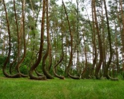 Der krumme Wald