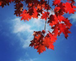 Grabeslust & Gruselwonnen herbstlaub