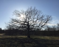 11 Gründe, sich in Bäume zu verlieben Baum-abendsonne